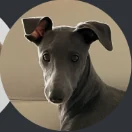 Fairy, a dark whippet