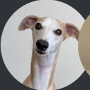 Ivory, a white whippet